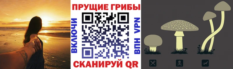наркошоп Кремёнки OMG маркетплейс Псилоцибиновые грибы ЛСД